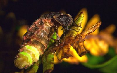 Día Mundial de la Seguridad de la Información: un recordatorio que salva pymes